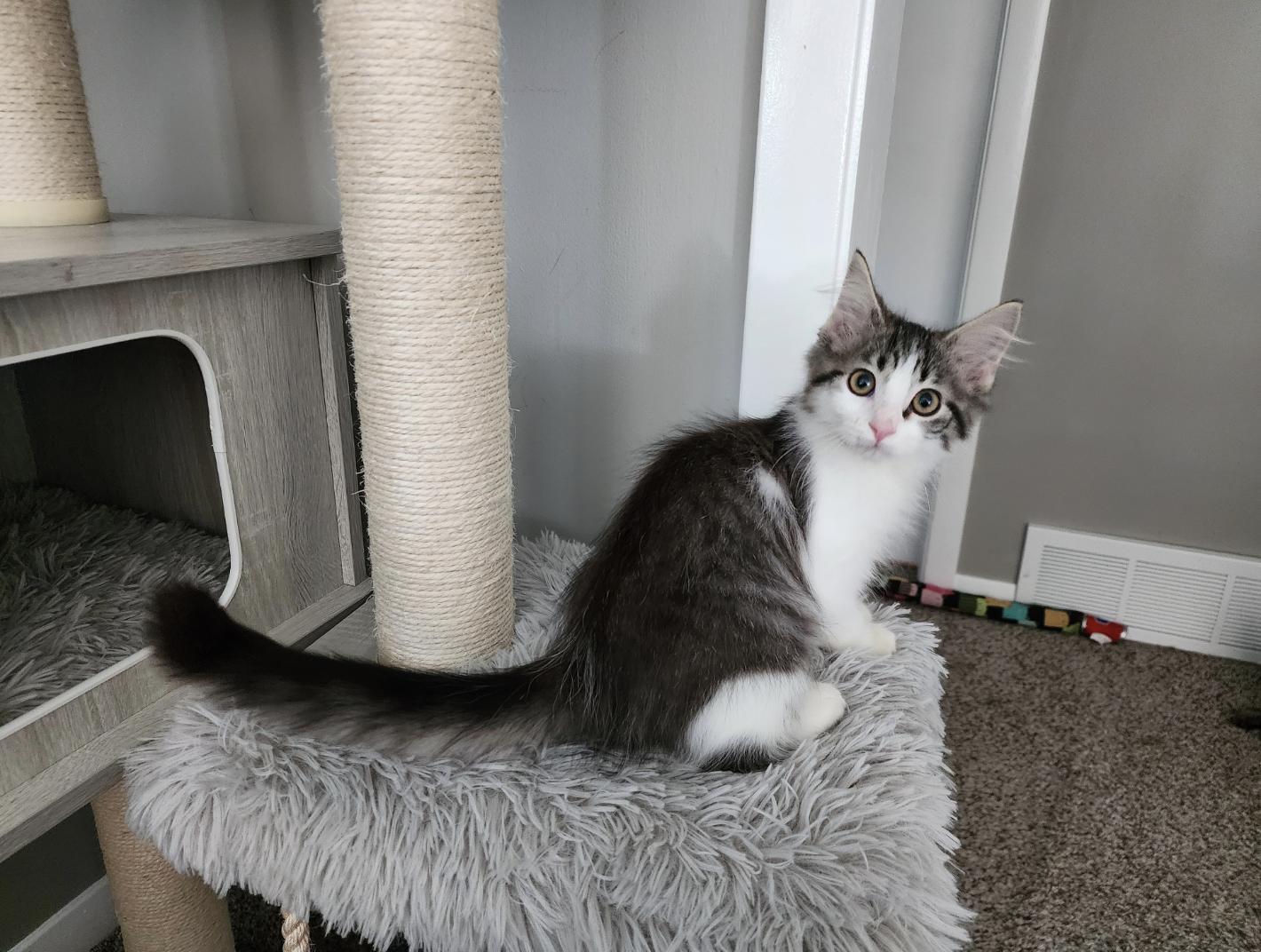 Precious, Adoptable, Kitten Female Domestic Long Hair.