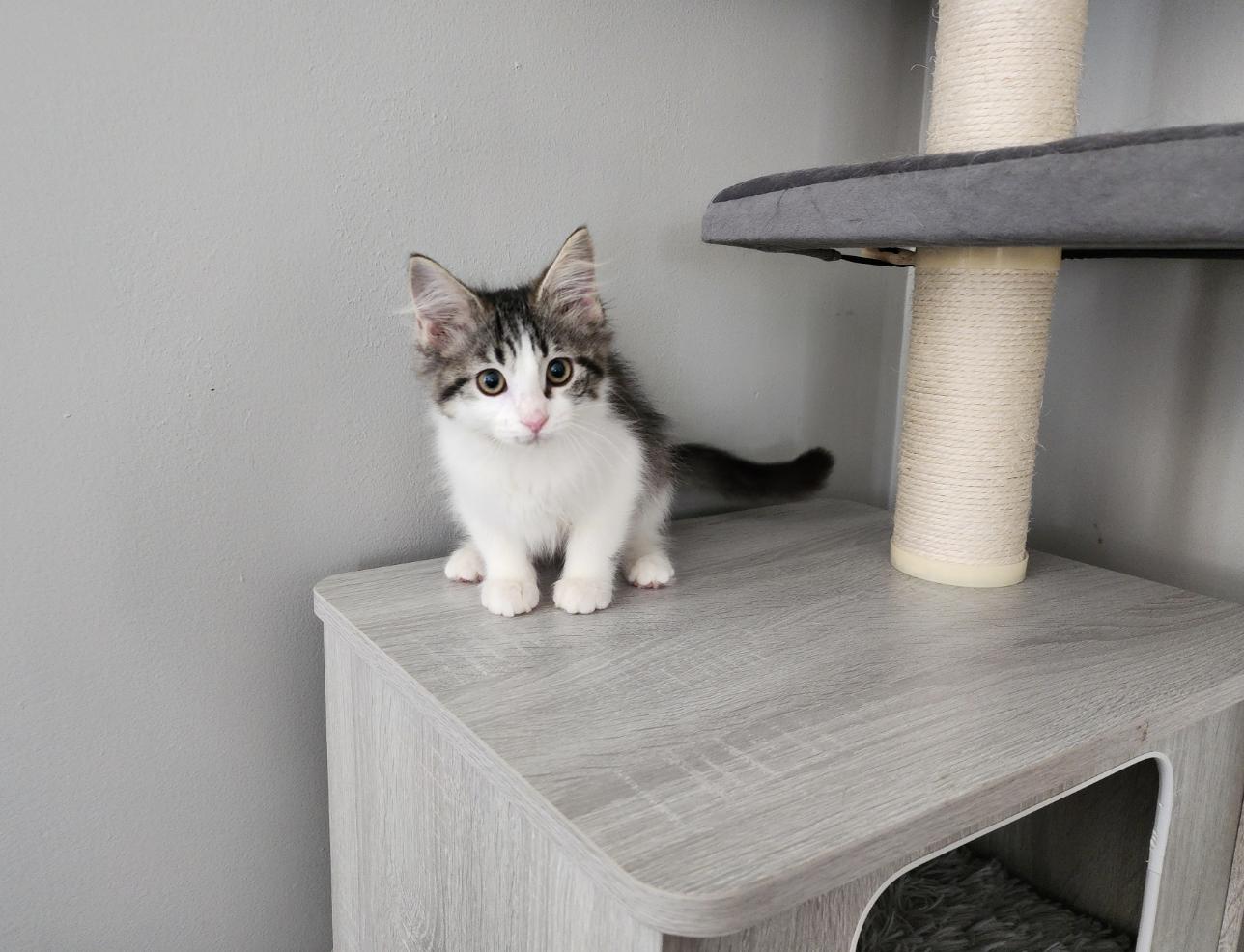 Enlarge Precious, a Adoptable Domestic Long Hair in Wheaton, IL image 3/3