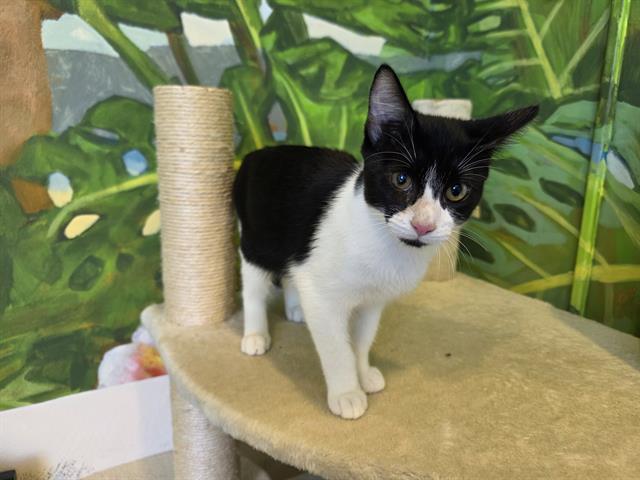 ROBIN, Adoptable, Kitten Male Domestic Short Hair.
