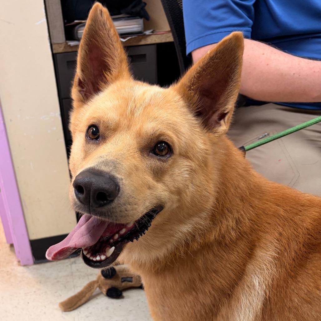 Enlarge Damon, a Adoptable White German Shepherd in Franklin, NC image 1/6