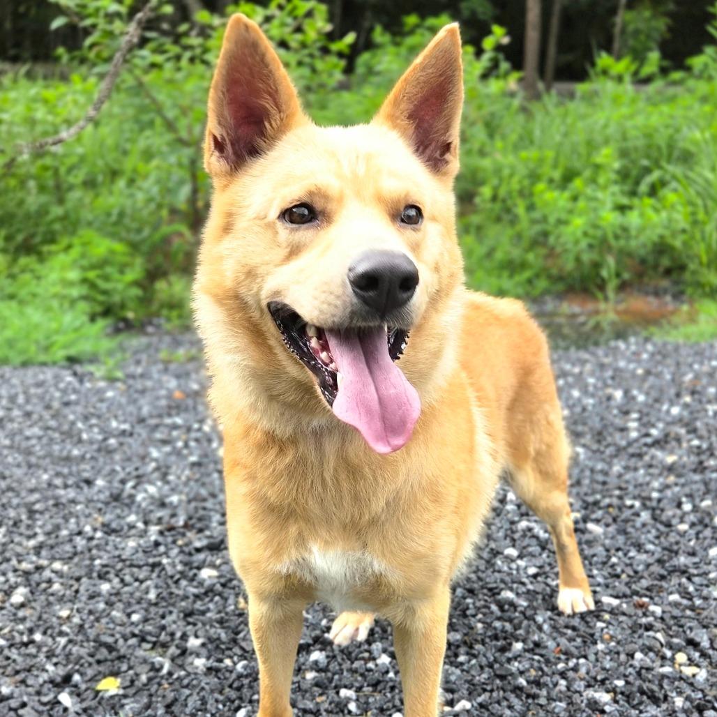 Enlarge Damon, a Adoptable White German Shepherd in Franklin, NC image 2/6
