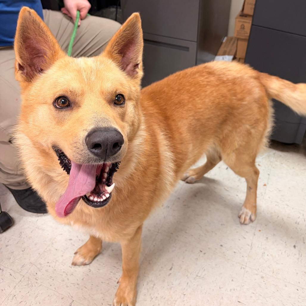 Enlarge Damon, a Adoptable White German Shepherd in Franklin, NC image 3/6