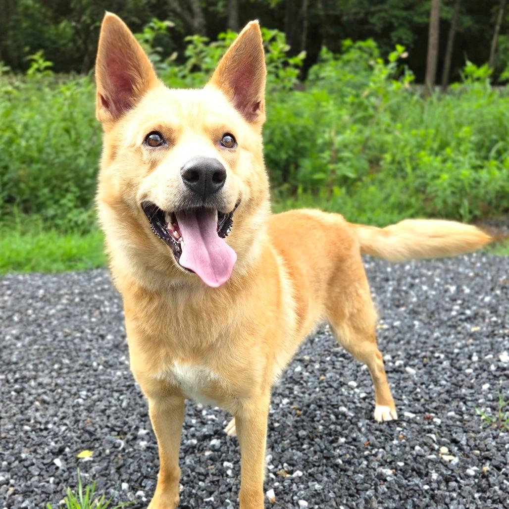 Enlarge Damon, a Adoptable White German Shepherd in Franklin, NC image 4/6