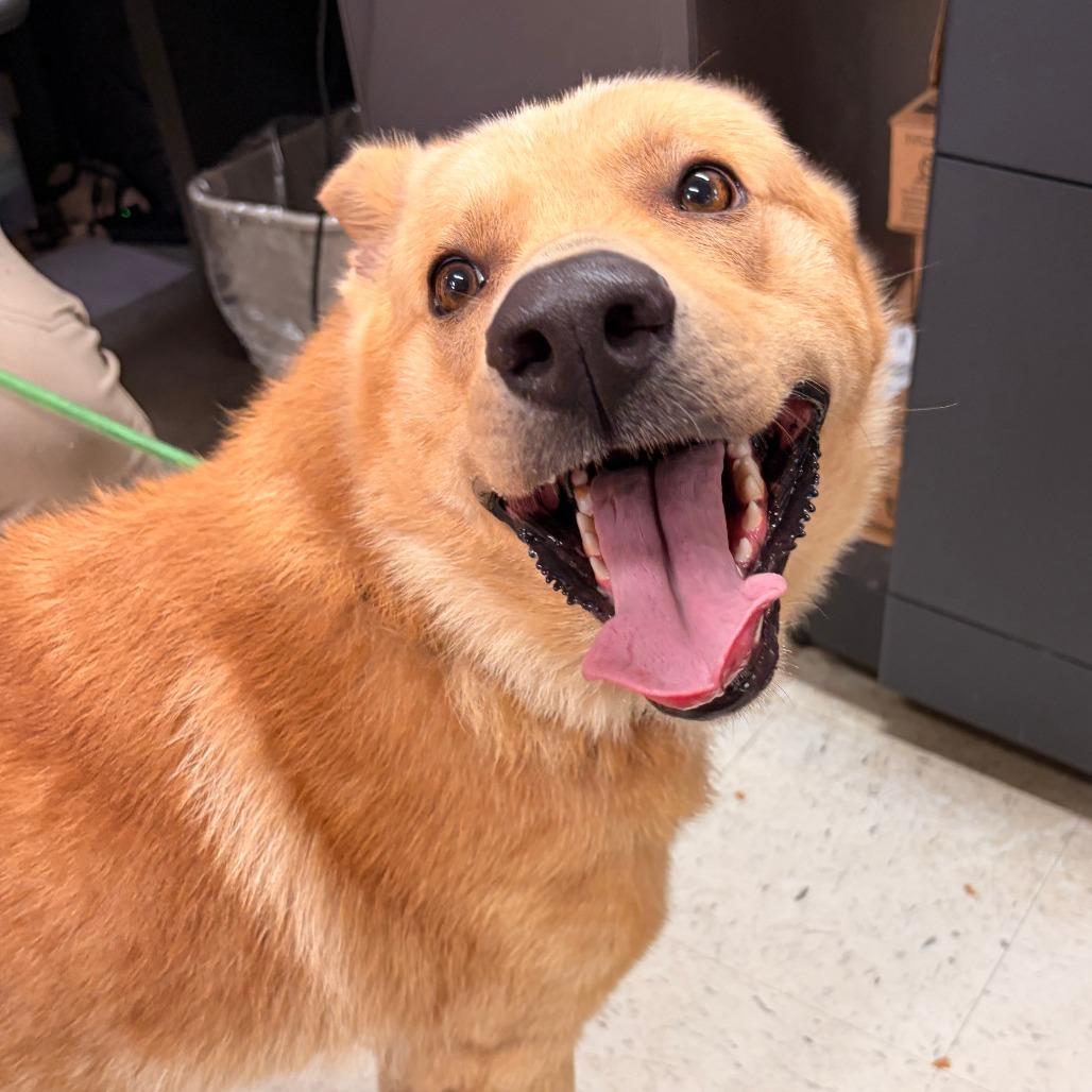 Enlarge Damon, a Adoptable White German Shepherd in Franklin, NC image 5/6