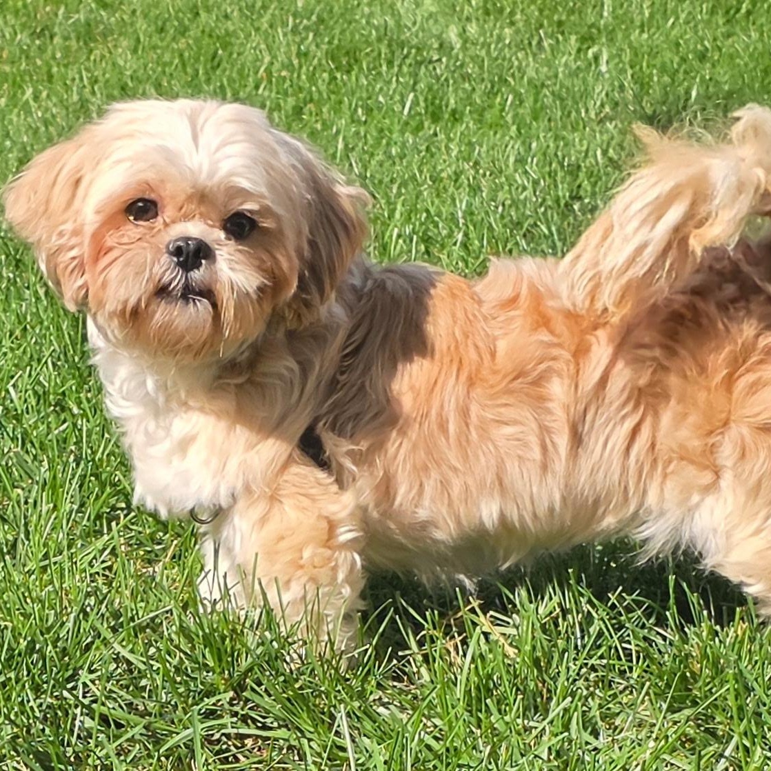 Astrid (15), a ADOPTABLE Shih Tzu in Hartland, WI image 2/6
