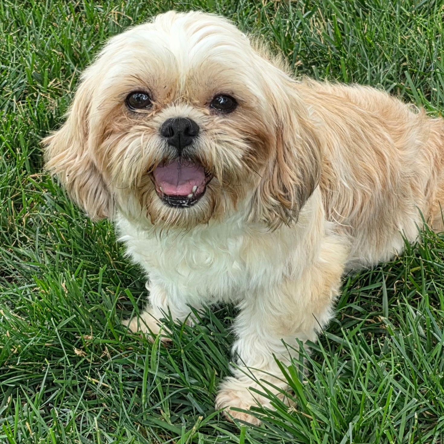 Astrid (15), a ADOPTABLE Shih Tzu in Hartland, WI image 5/6