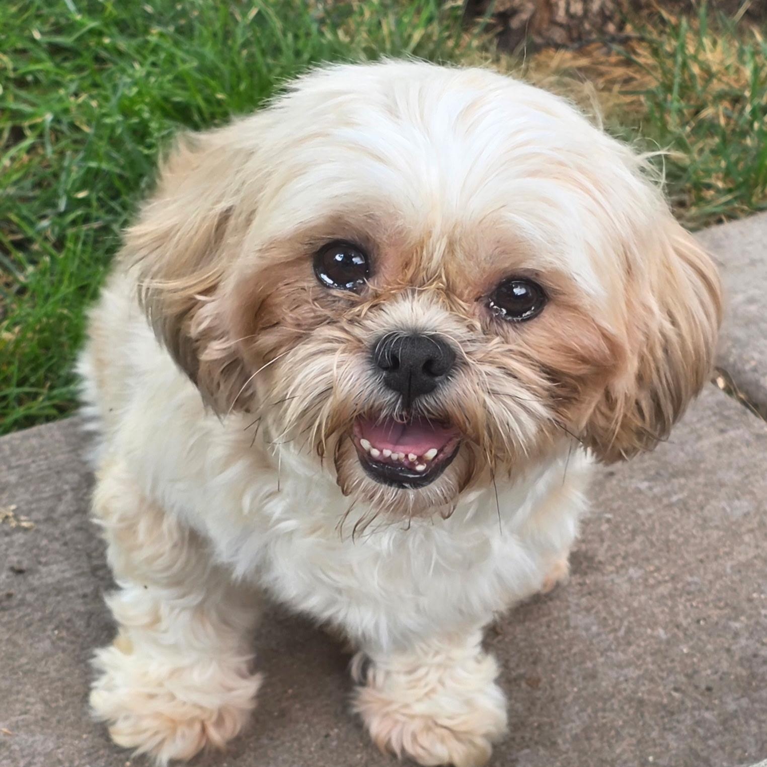 Astrid (15), a ADOPTABLE Shih Tzu in Hartland, WI image 3/6
