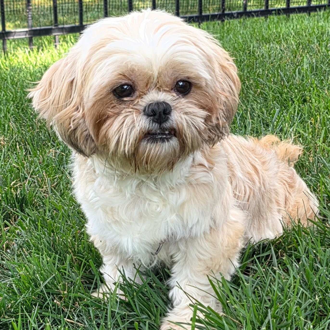 Astrid (15), a ADOPTABLE Shih Tzu in Hartland, WI image 4/6