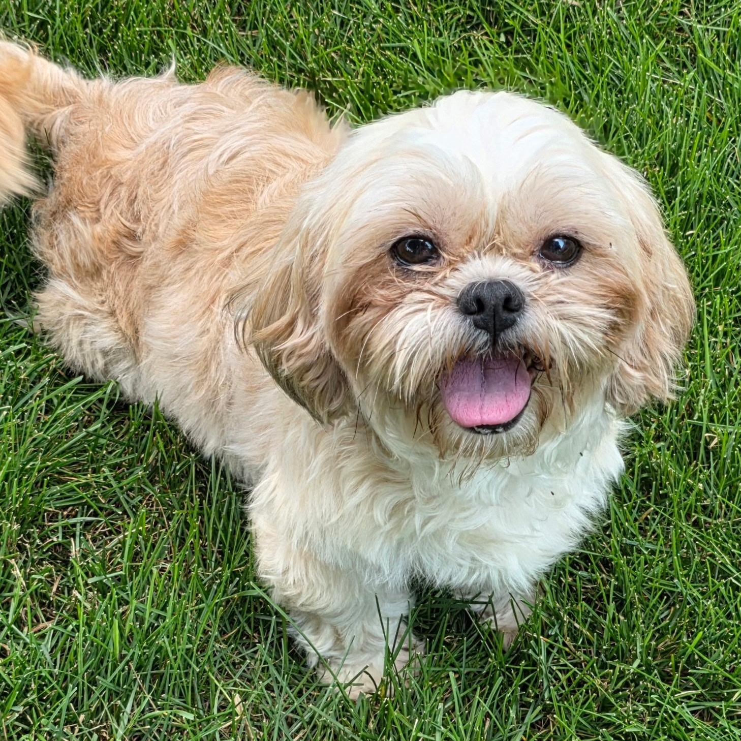 Astrid (15), ADOPTABLE, Adult Female Shih Tzu.