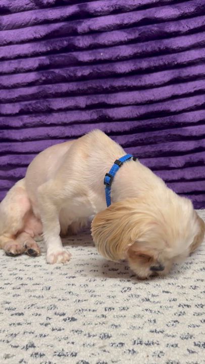 Enlarge Astrid (15), a ADOPTABLE Shih Tzu in Hartland, WI video 6/6