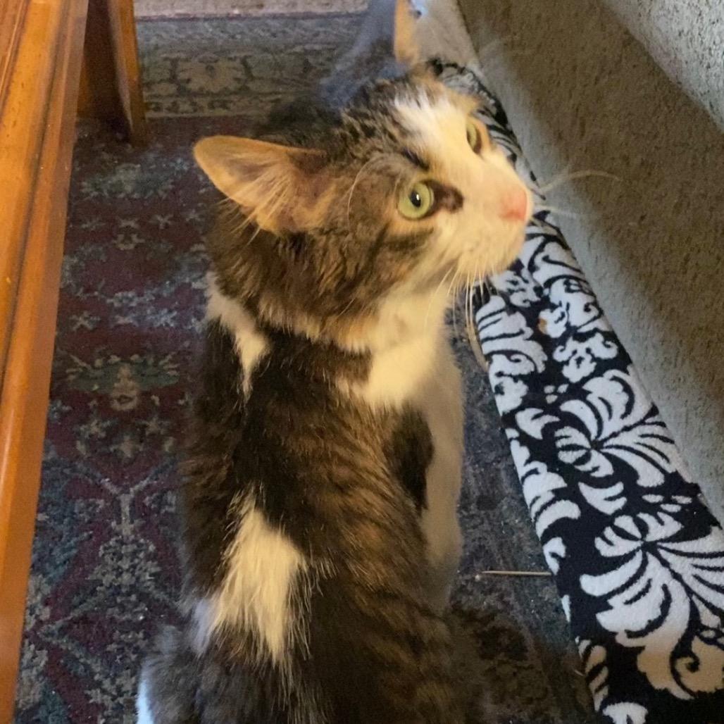 Enlarge Spot, a Adoptable Turkish Angora in Bountiful, UT image 1/3