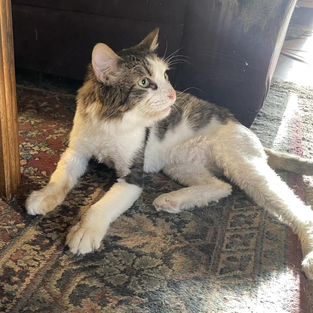 Enlarge Spot, a Adoptable Turkish Angora in Bountiful, UT image 2/3