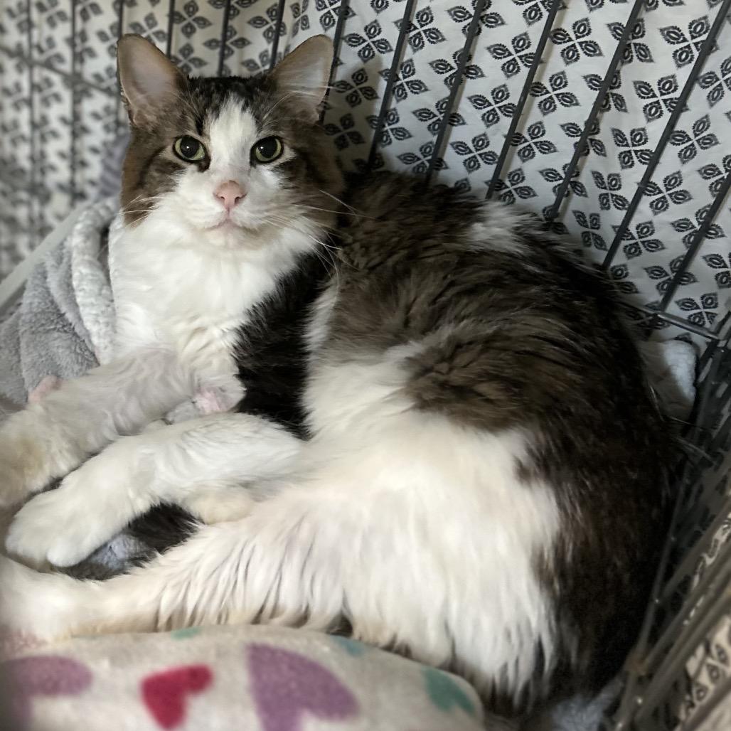 Enlarge Spot, a Adoptable Turkish Angora in Bountiful, UT image 3/6