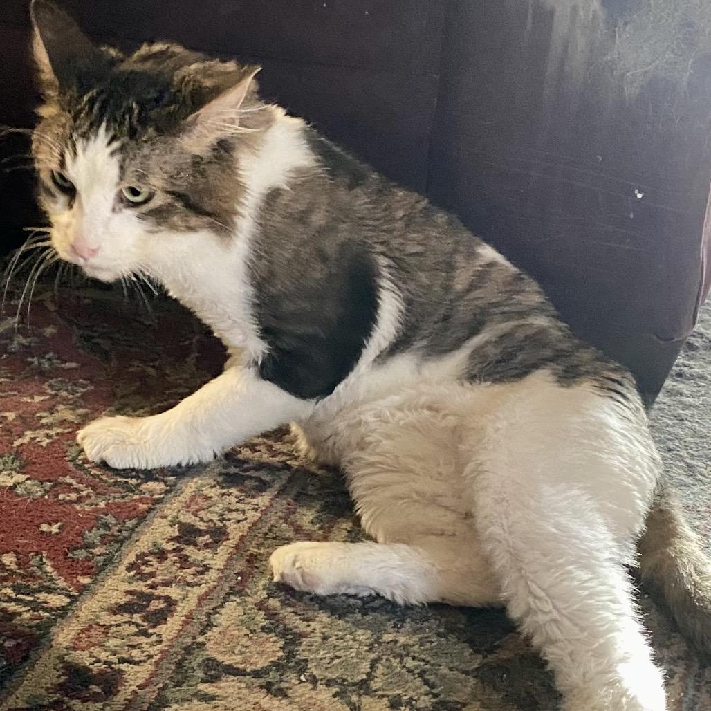 Enlarge Spot, a Adoptable Turkish Angora in Bountiful, UT image 3/3