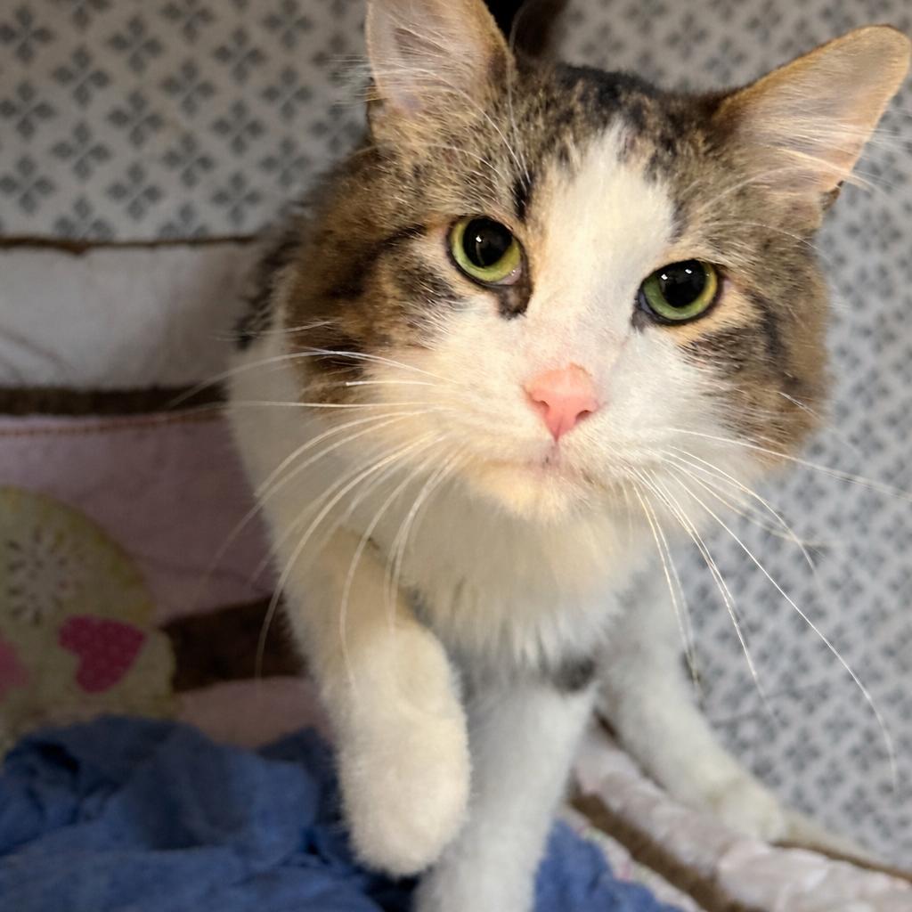 Enlarge Spot, a Adoptable Turkish Angora in Bountiful, UT image 5/6