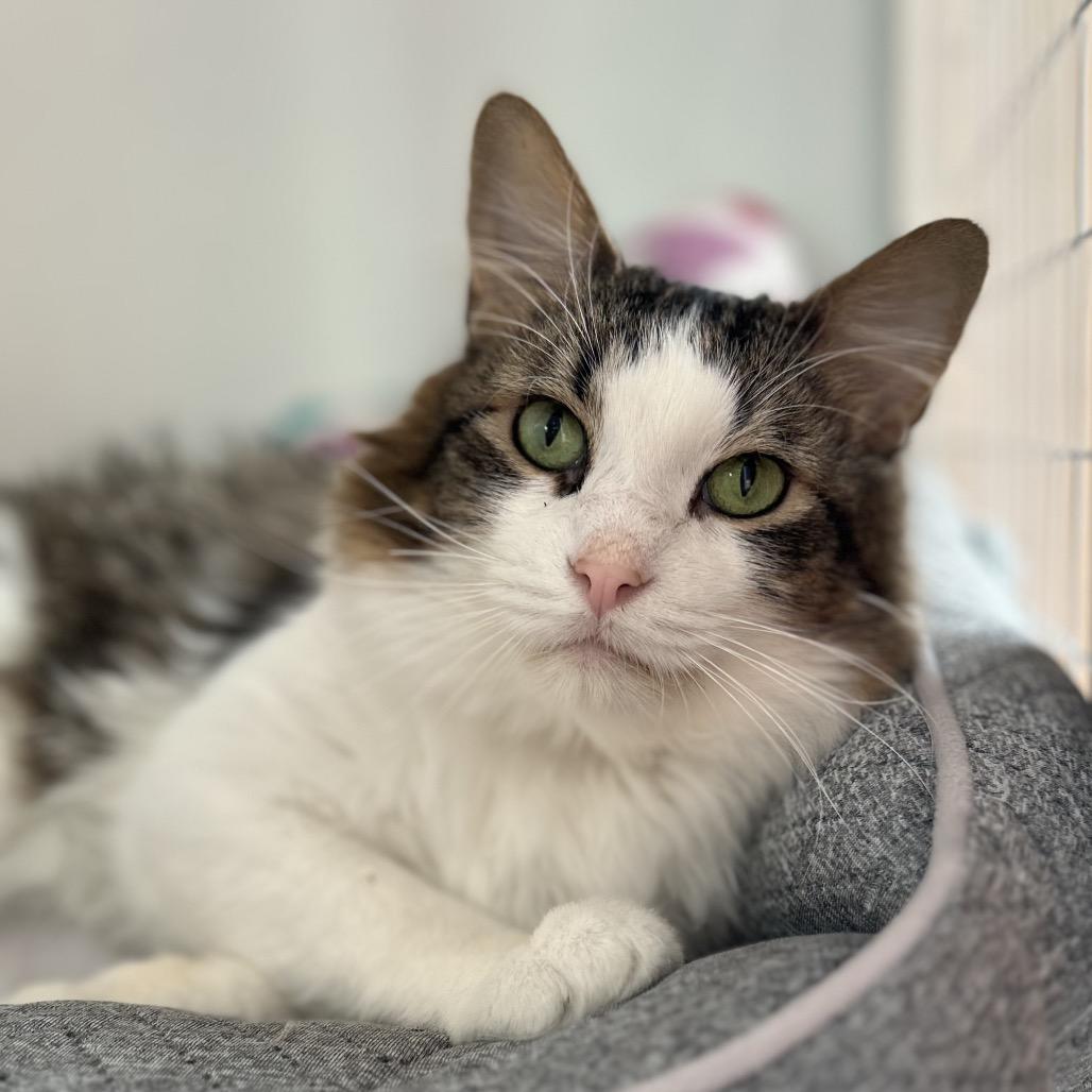Enlarge Spot, a Adoptable Turkish Angora in Bountiful, UT image 6/6