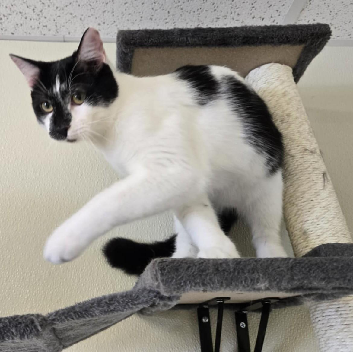 Bart, an adoptable Domestic Short Hair in Larned, KS, 67550 | Photo Image 4