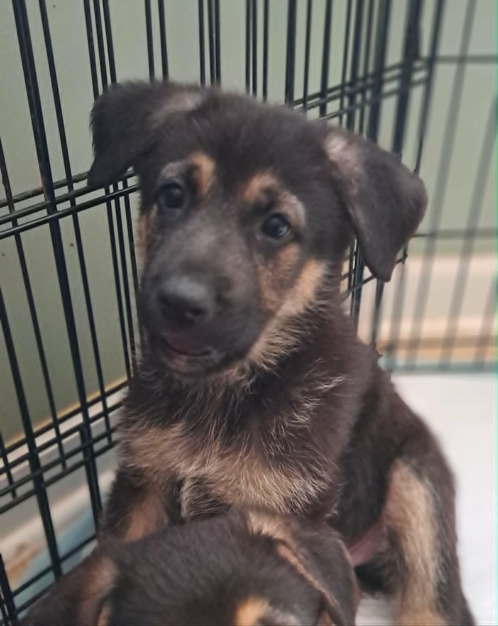 Heath, an adoptable German Shepherd Dog in Winston-Salem, NC image 6/6