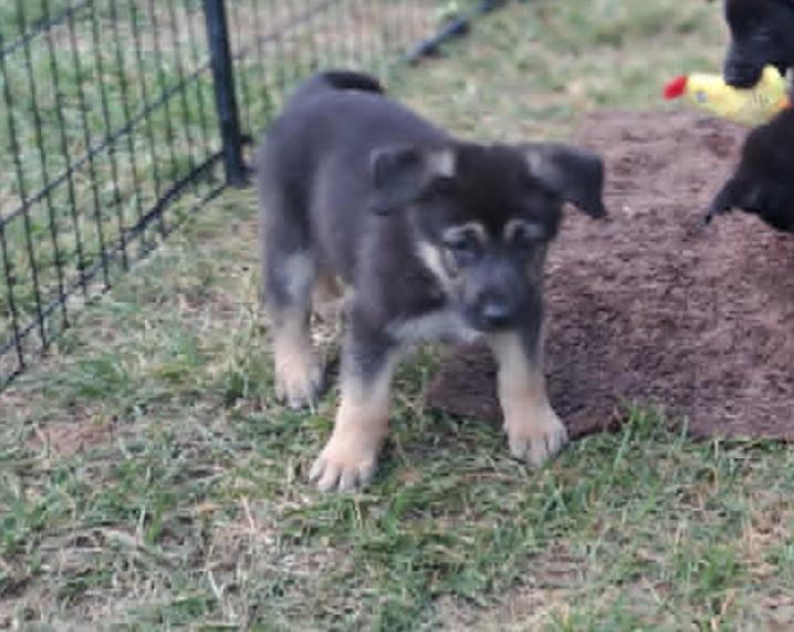 Heath, an adoptable German Shepherd Dog in Winston-Salem, NC image 5/6