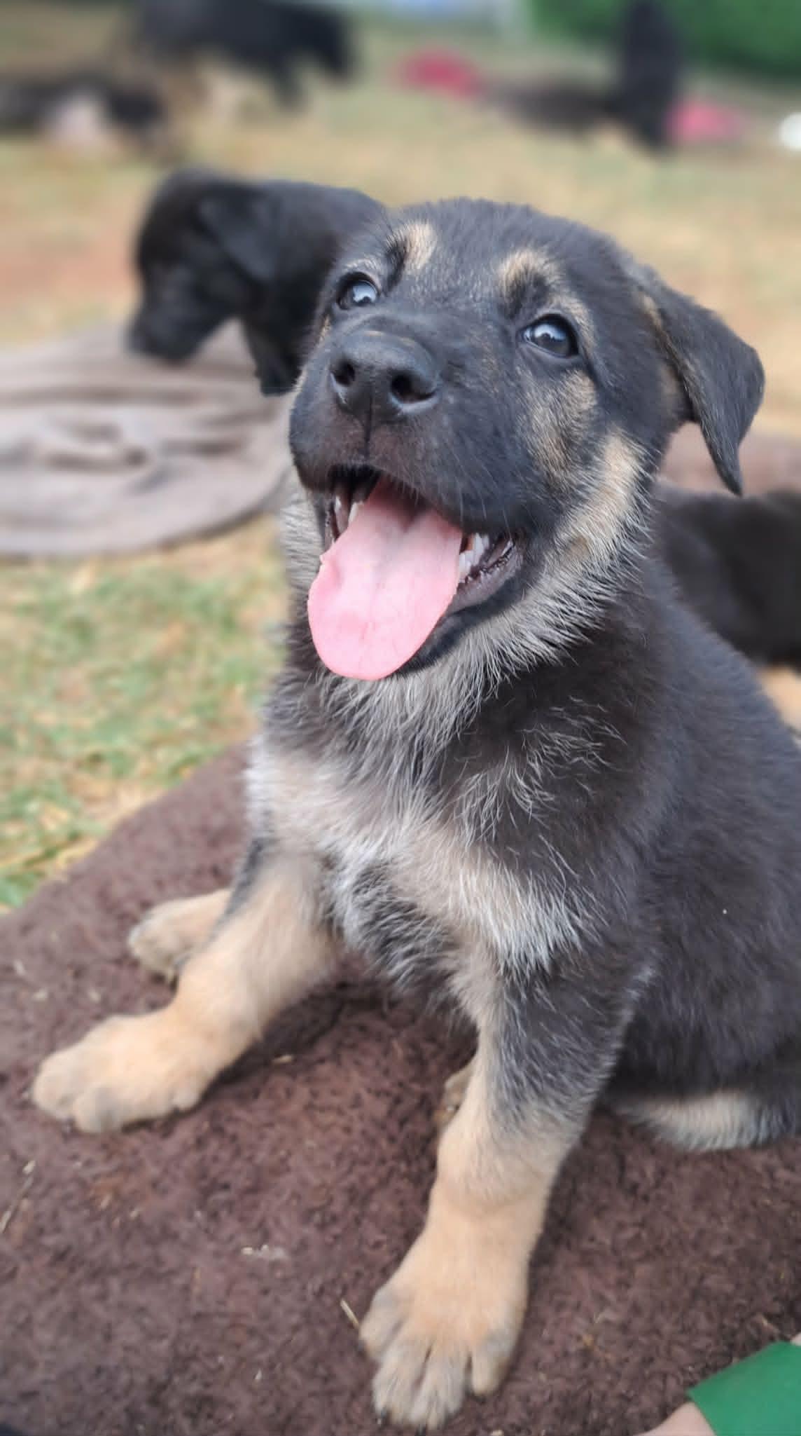Heath, adoptable, Puppy Male German Shepherd Dog.