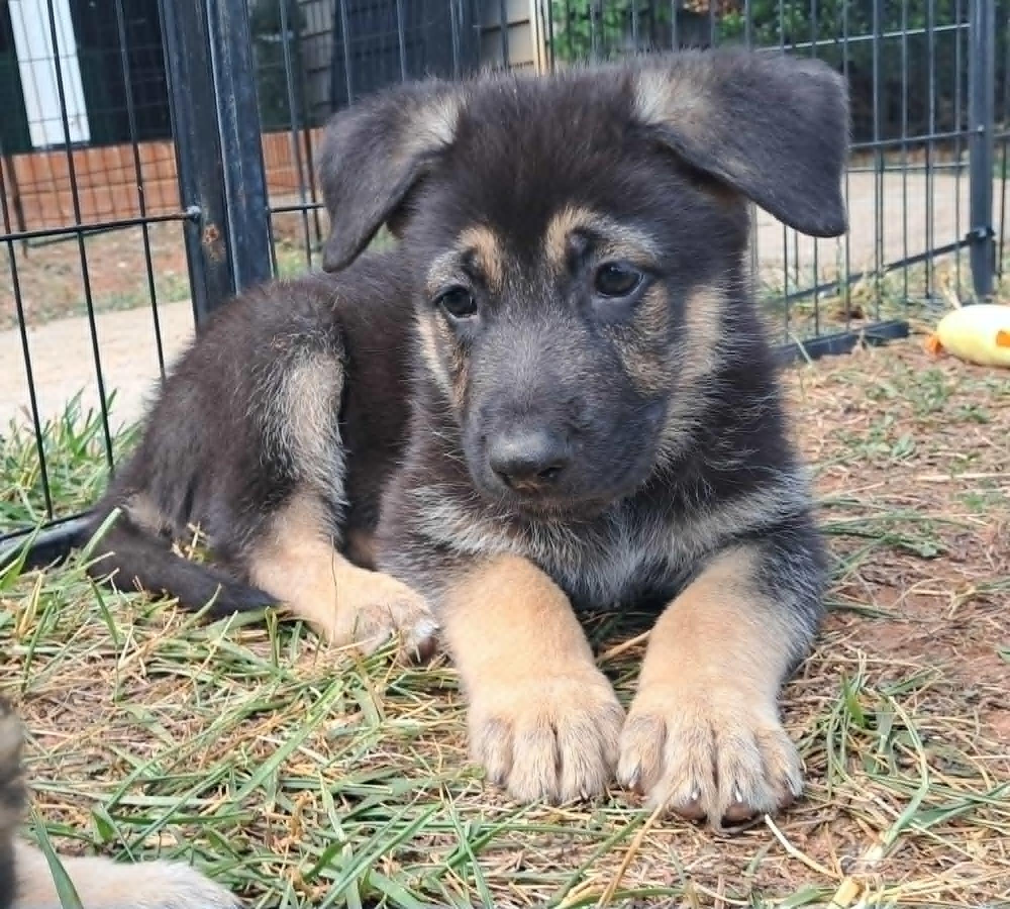 Heath, an adoptable German Shepherd Dog in Winston-Salem, NC image 3/6