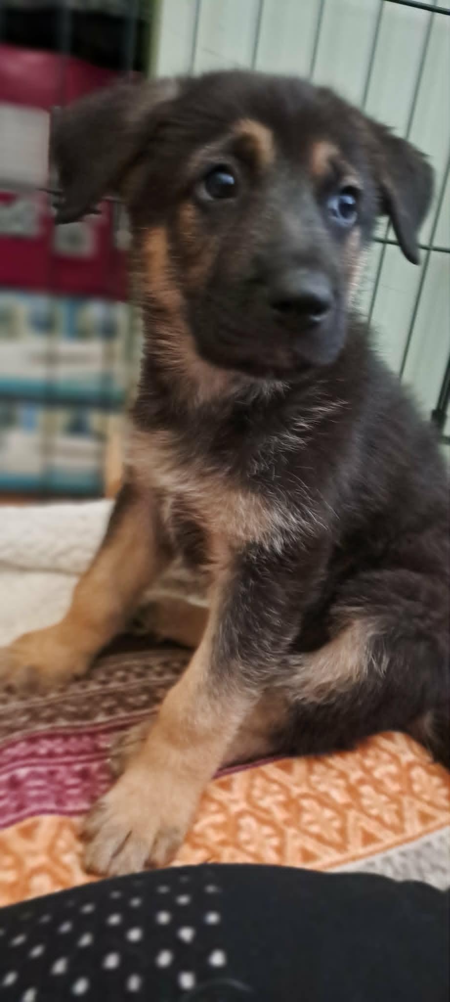 Heath, an adoptable German Shepherd Dog in Winston-Salem, NC image 4/6