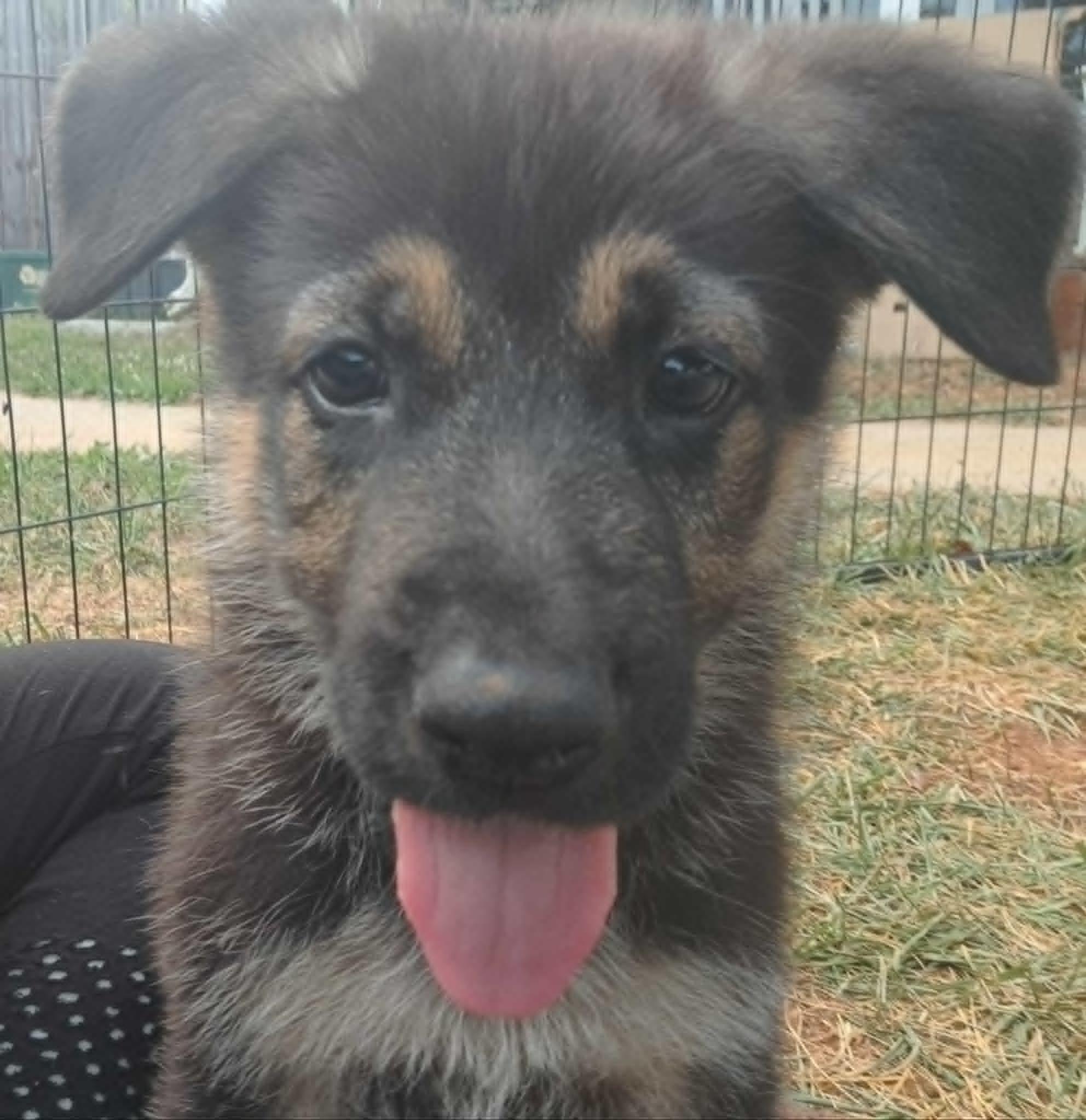 Heath, an adoptable German Shepherd Dog in Winston-Salem, NC image 2/6