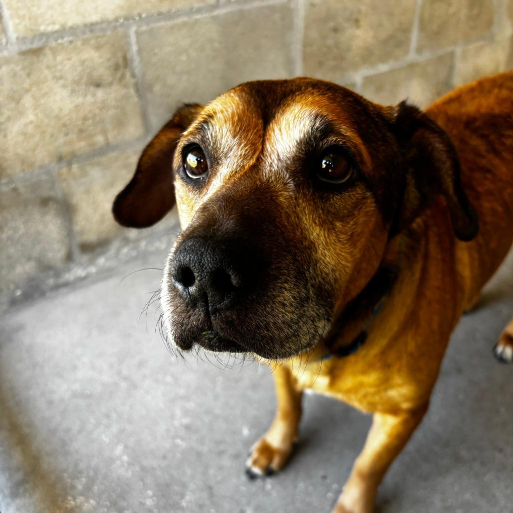 Enlarge Dougie, a Adoptable Mixed Breed in Clearwater, FL image 1/3