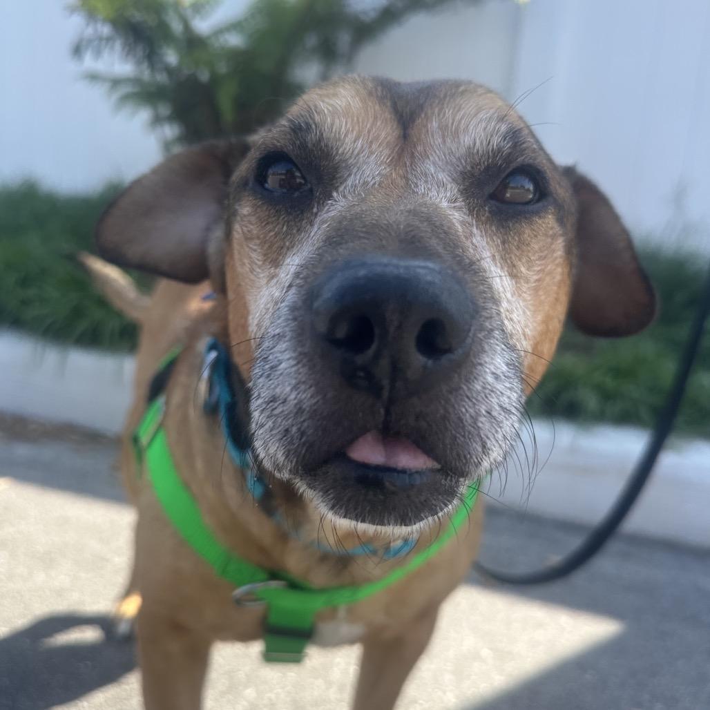 Enlarge Dougie, a Adoptable Mixed Breed in Clearwater, FL image 2/3