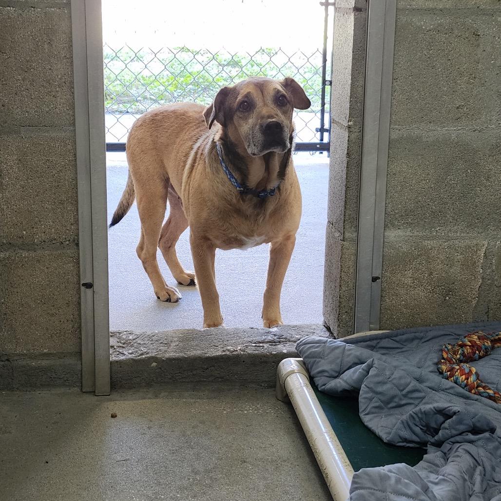 Enlarge Dougie, a Adoptable Mixed Breed in Clearwater, FL image 3/3