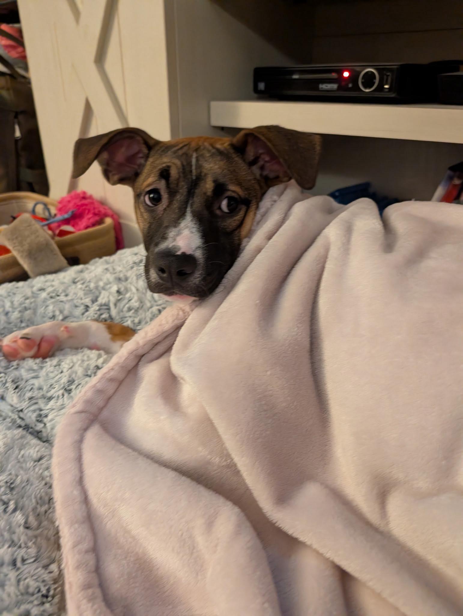 Matilda, ADOPTABLE, Puppy Female Shepherd.