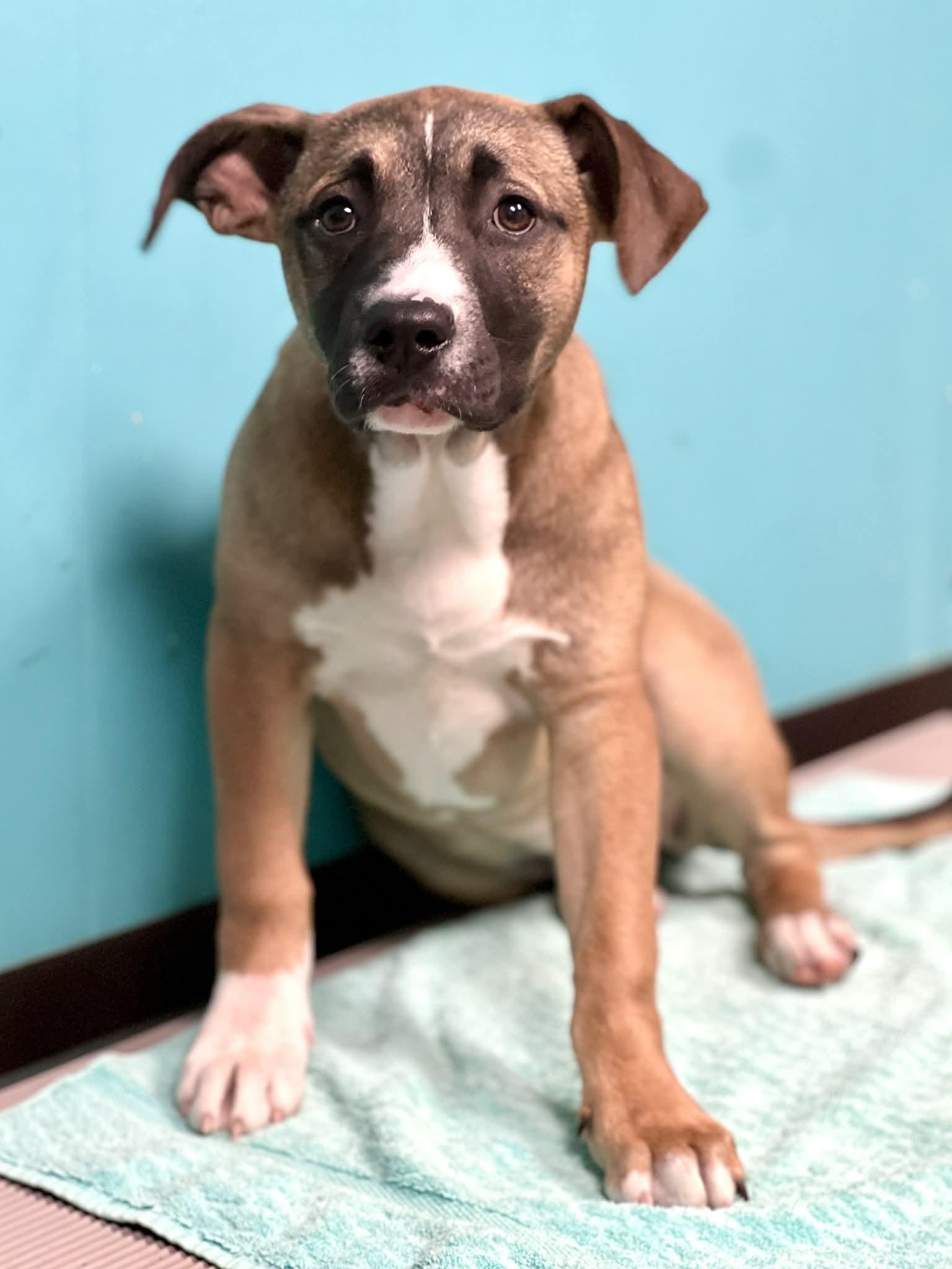 Enlarge Matilda, a ADOPTABLE mixed breed in Brunswick, ME image 2/2