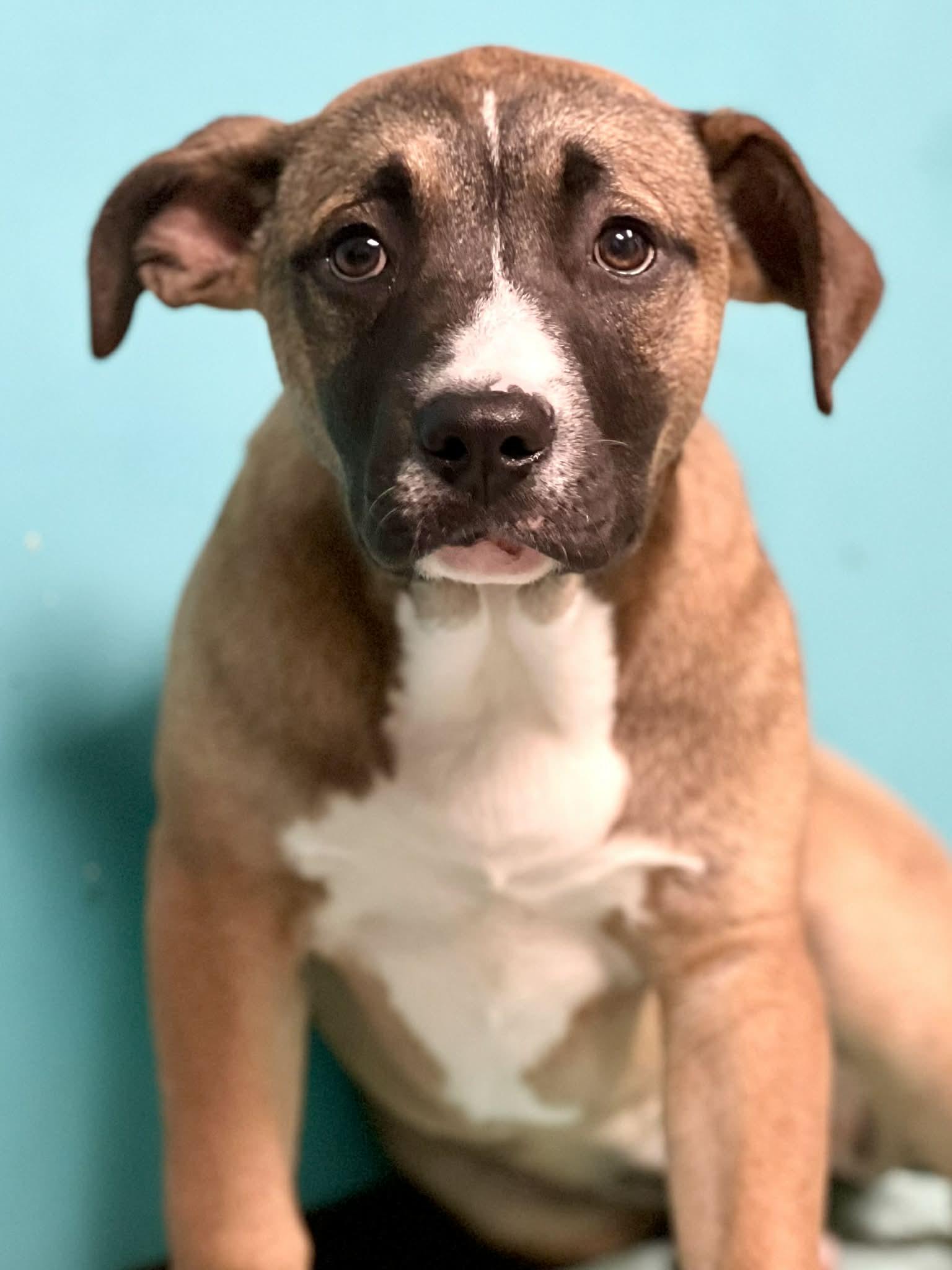 Matilda, ADOPTABLE, Puppy Female Shepherd.