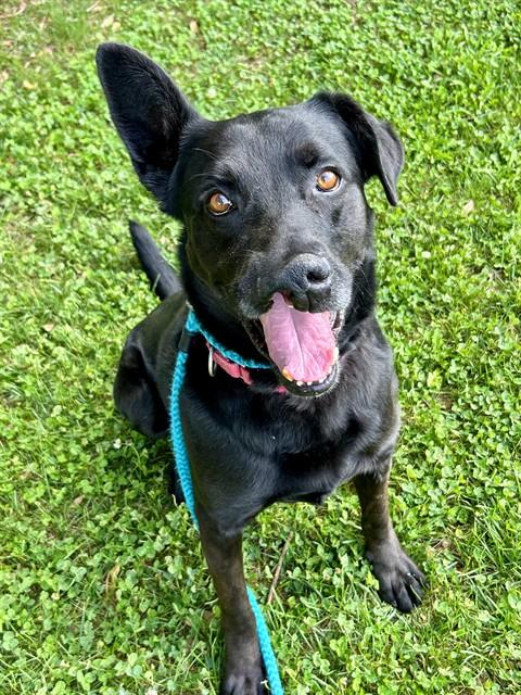 Enlarge BENNY, a Adoptable German Shepherd Dog in Sacramento, CA image 1/1