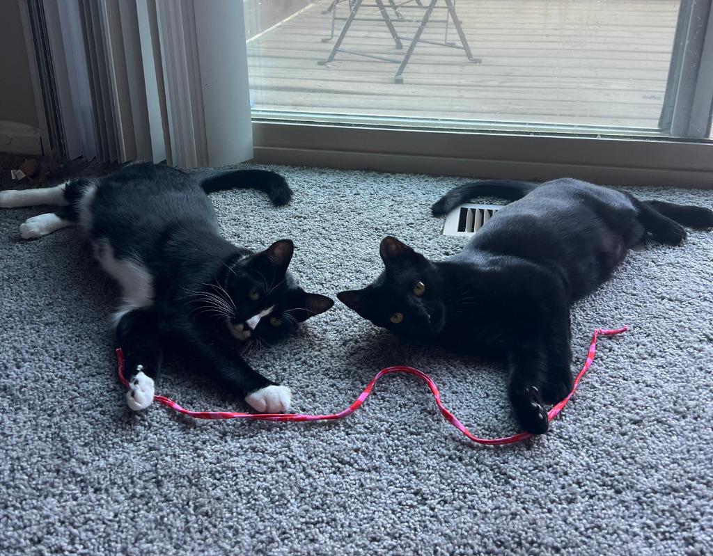 GiGi, Adoptable, Young Female Domestic Short Hair.