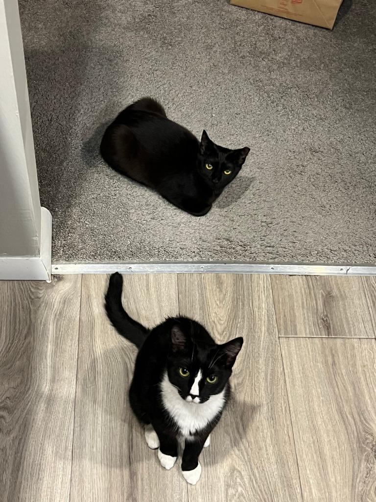 Enlarge GiGi, a Adoptable mixed breed in Parkville, MD image 2/6