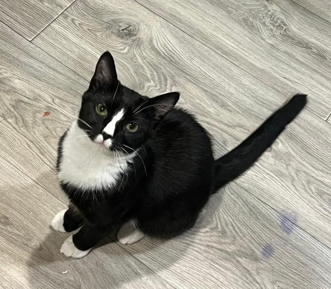 Enlarge GiGi, a Adoptable mixed breed in Parkville, MD image 3/6