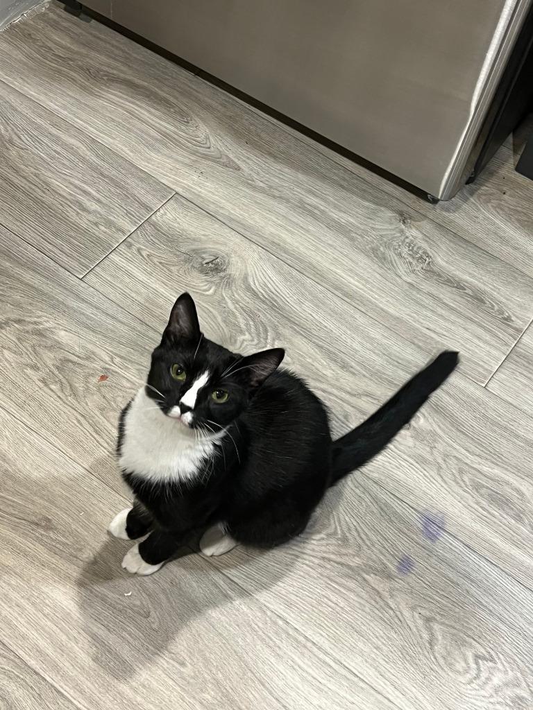 Enlarge GiGi, a Adoptable mixed breed in Parkville, MD image 6/6