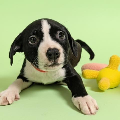 Enlarge MAGPIE, a Adoptable mixed breed in Clinton Township, MI image 1/1