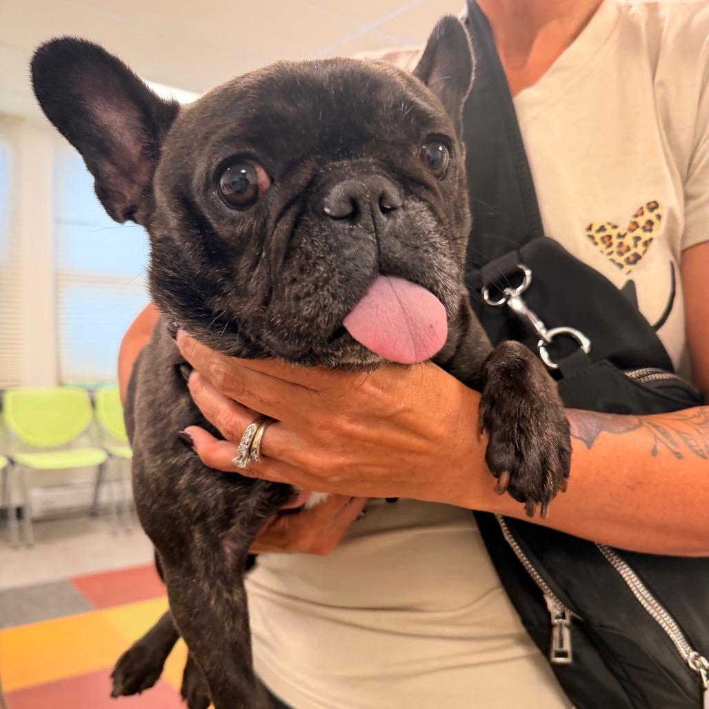 Erin, Adoptable, Senior Female French Bulldog.