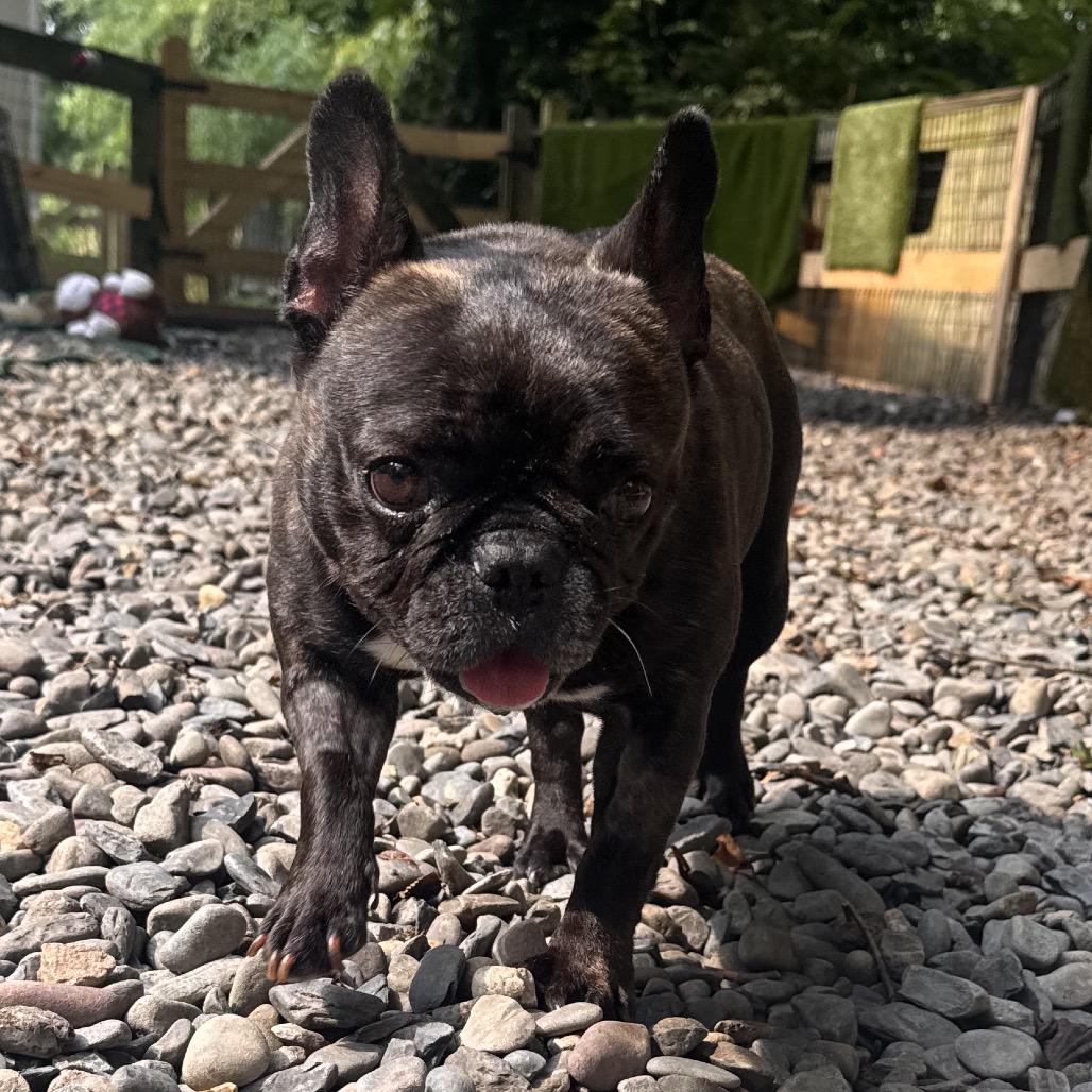Erin, a Adoptable French Bulldog in West Chester, PA image 2/4