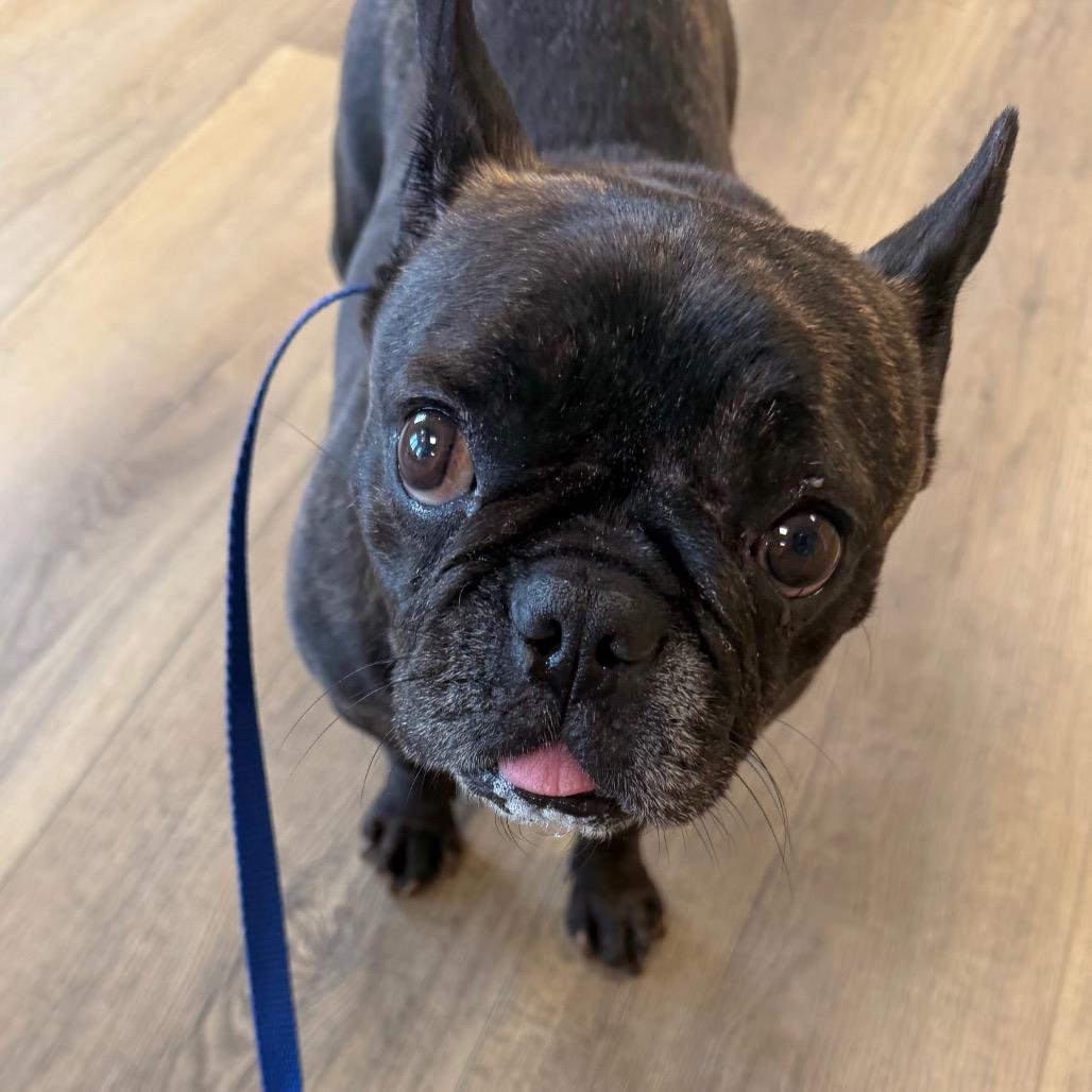 Erin, a Adoptable French Bulldog in West Chester, PA image 3/4