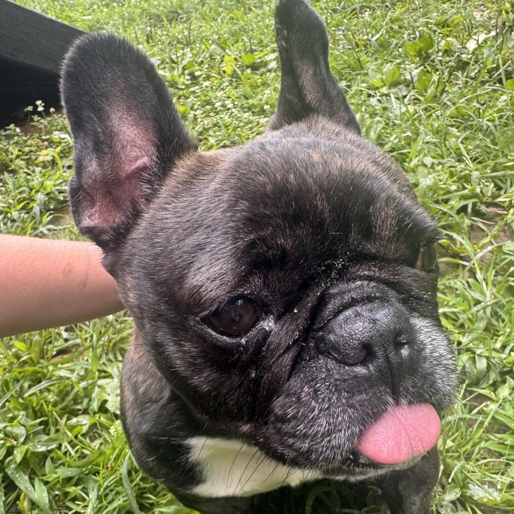 Erin, a Adoptable French Bulldog in West Chester, PA image 4/4