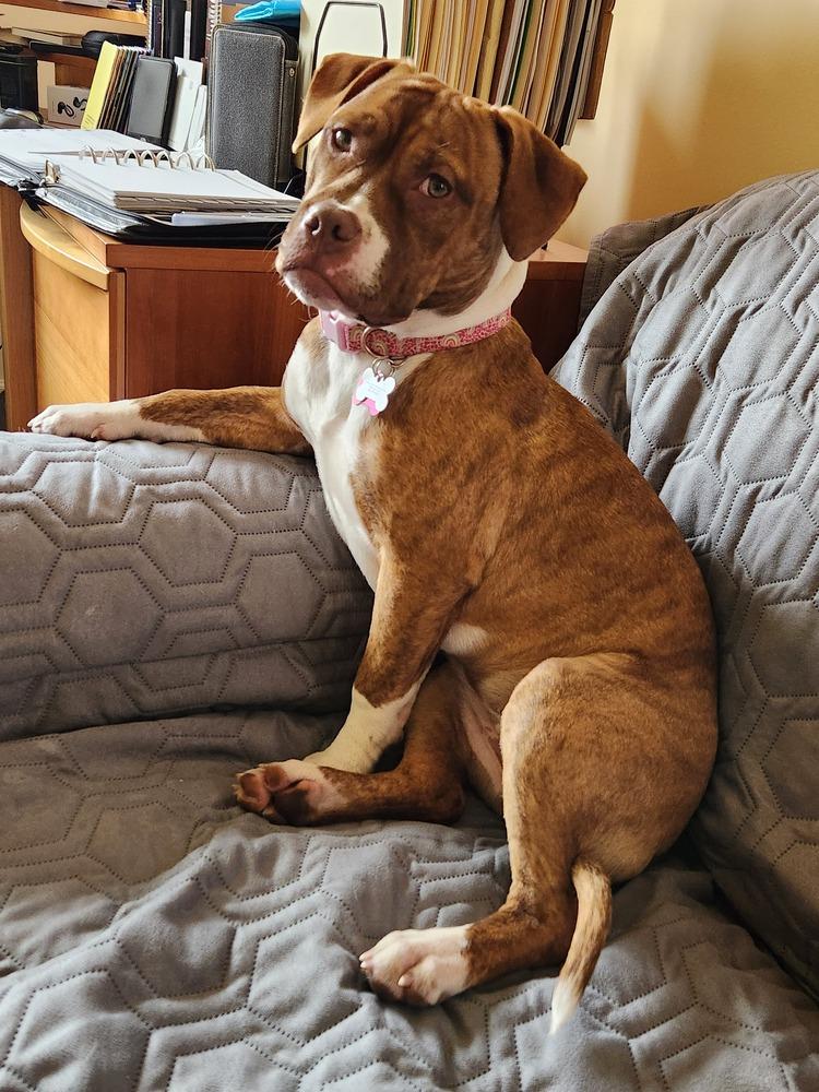Sweet Pea, a Adoptable mixed breed in Clinton Township, MI image 1/6