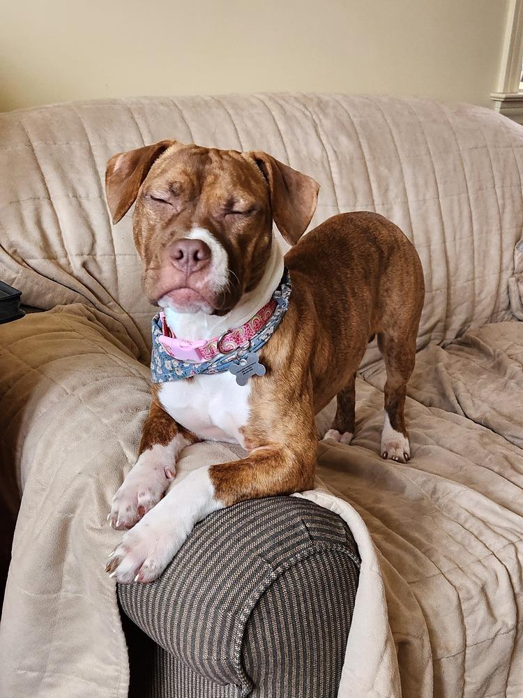 Sweet Pea, a Adoptable mixed breed in Clinton Township, MI image 2/6