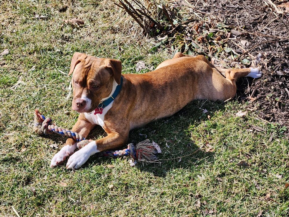 Sweet Pea, a Adoptable mixed breed in Clinton Township, MI image 3/6