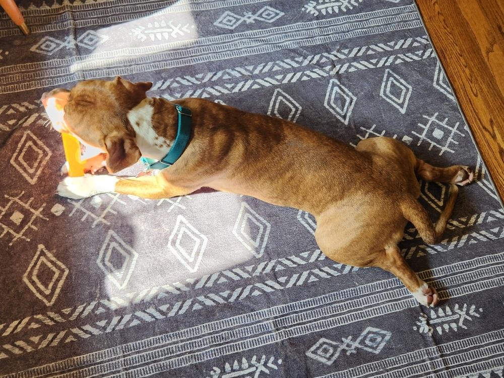 Sweet Pea, a Adoptable mixed breed in Clinton Township, MI image 4/6