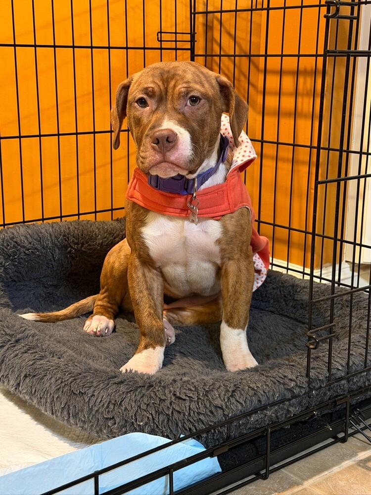 Sweet Pea, a Adoptable mixed breed in Clinton Township, MI image 5/6