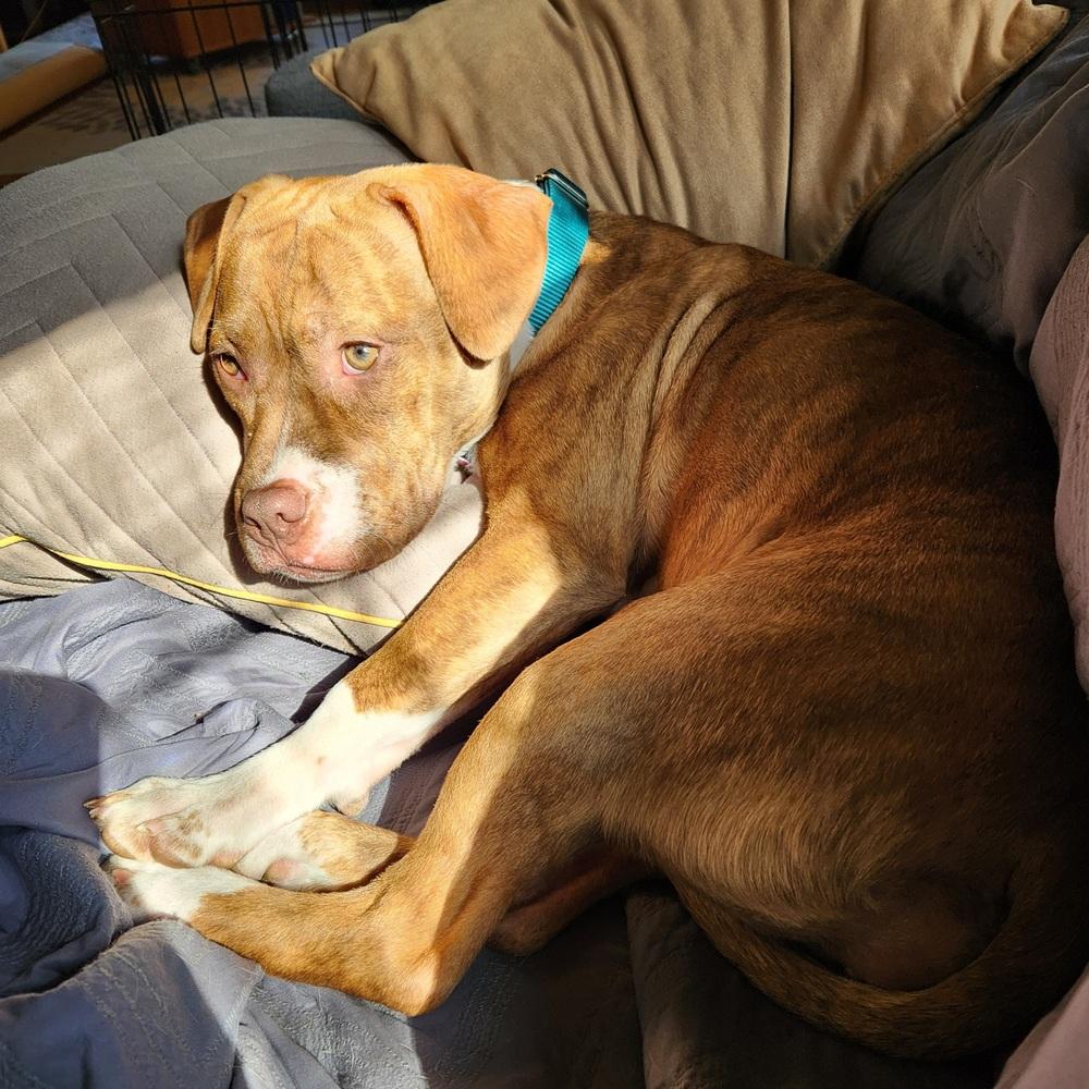 Sweet Pea, a Adoptable mixed breed in Clinton Township, MI image 6/6