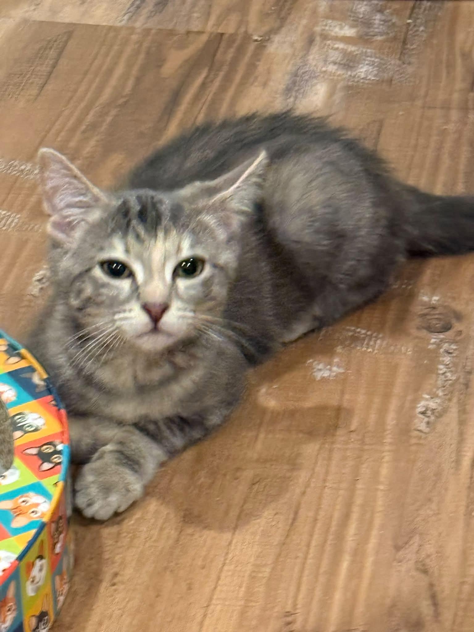 Luna - Kitten, Adoptable, Kitten Female Domestic Short Hair.